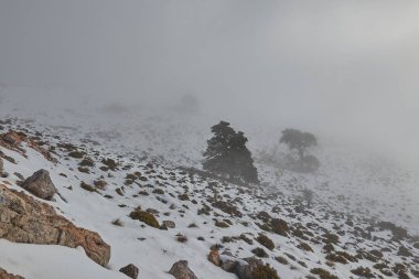 Sierra de las Nieves 'de kar, sis, kayalar ve parlak güneşli meşe ağacı ormanı