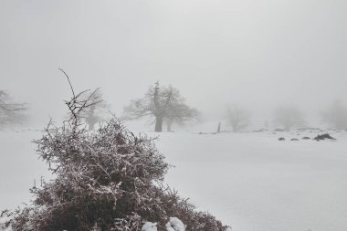 Sierra de las Nieves 'de kar, sis, kayalar ve parlak güneşli donmuş çalı ve meşe ağacı ormanı