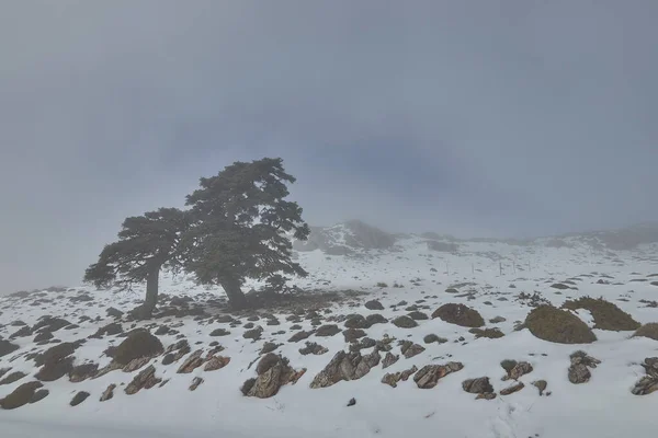 Eichenwald mit Schnee, Nebel, Felsen und strahlender Sonne in Sierra de las Nieves — Stockfoto