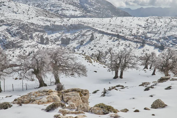 Fagyasztott tölgyfa erdő hó, köd, sziklák és fényes nap Sierra de las Nieves — Stock Fotó