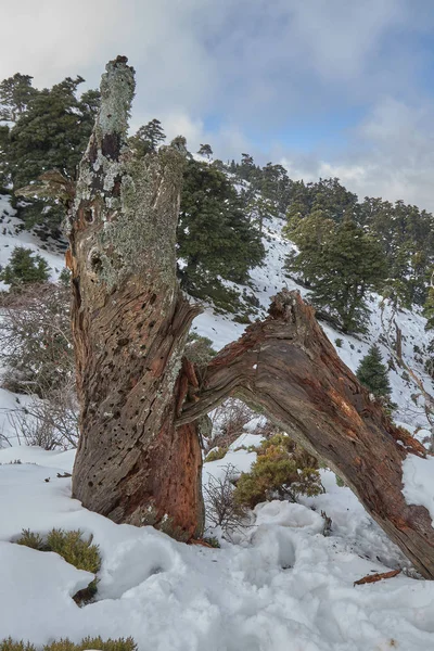 Trunk and Pinsapo fir forest with snow and bright sun in Sierra de las Nieves — 스톡 사진