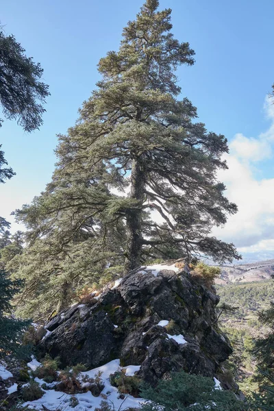 Sierra de las Nieves 'de kar, kaya ve parlak güneşli Pinsapo köknar ormanı — Stok fotoğraf