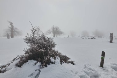 Sierra de las Nieves 'de buzlu donmuş çalı