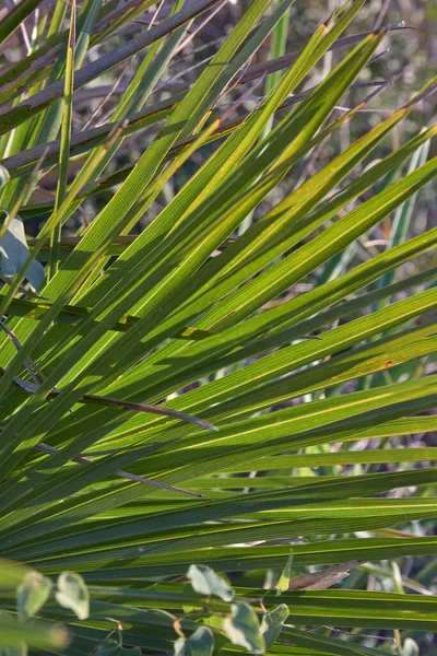 Palm frond makro såg palmetto blad i Andalusien Spanien — Stockfoto