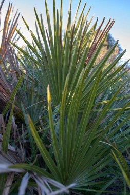 Endülüs İspanya 'sında palmiye yaprağının palmiye yaprakları.