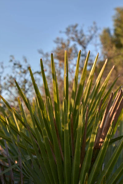 Palm frond makro såg palmetto blad i Andalusien Spanien — Stockfoto