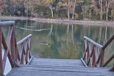 Wooden pier at sunset on the lake with eucalyptus trees in the background in Andalusia Spain Marbella