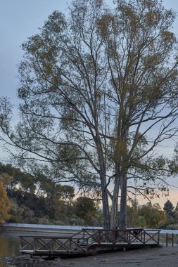 Eucalyptus tree at the sunset in a lake. Bright colorful sky and nice reflections in the water. Andalusia Marbella Malaga