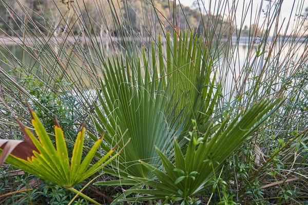 Palm frond macro saw palmetto φύλλα σε μια λίμνη στην Ανδαλουσία Ισπανία — Φωτογραφία Αρχείου