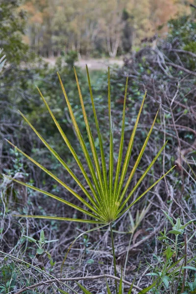 Palm frond macro of saw palmetto leaf in a lake in Andalusia Spain — Stock Photo, Image