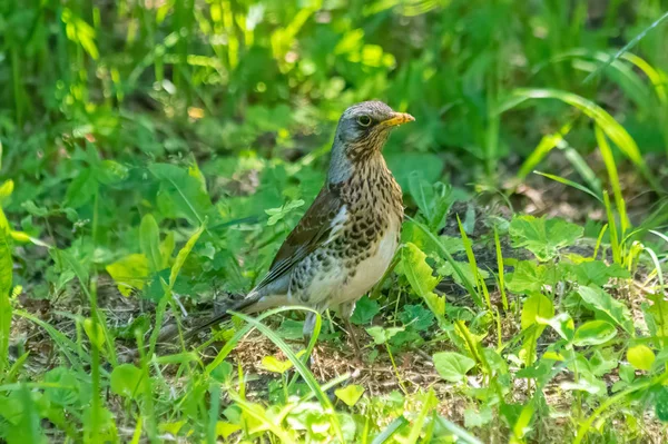 Tordo Perturbado Escondido Grama Passarinho Preocupado Com Algo — Fotografia de Stock