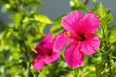 Hawaii amfibisi - Hawaii 'deki Hibiscus cinsindeki yerli bitkilerin beş endemik tür için dört bağımsız kolonileşme olayından türediği ve her birinin iki yerli tür için birer tane oluştuğu düşünülmektedir.