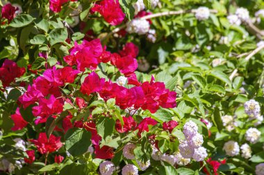 Bougainvillea spectabilis, çiçekli bir bitki türüdür. Brezilya, Bolivya, Peru ve Arjantin 'in Chubut eyaletlerine özgüdür.