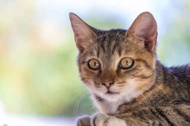 Tedbirli genç kedi portresi