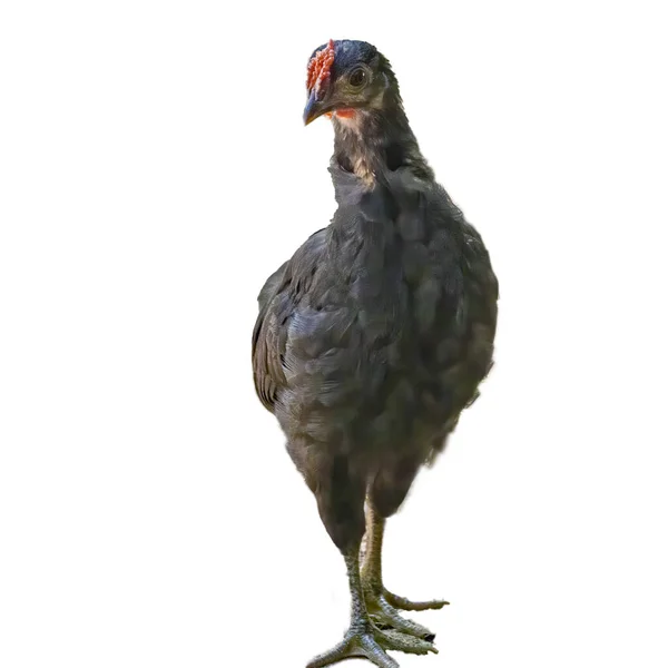 Young Slim Black Hen Isolated — Stock Photo, Image