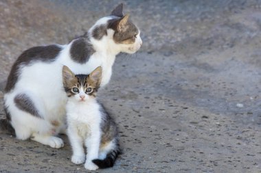 Yavru kedi ve annesi dikkatlice farklı yönlere bakıyor.