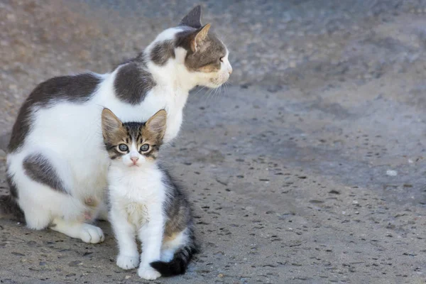 Yavru kedi ve annesi dikkatlice farklı yönlere bakıyor.