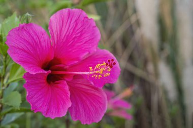 Hawaii amfibisi - Hawaii 'deki Hibiscus cinsindeki yerli bitkilerin beş endemik tür için dört bağımsız kolonileşme olayından türediği ve her birinin iki yerli tür için birer tane oluştuğu düşünülmektedir.