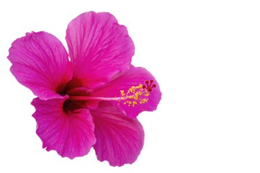 Hawaii amfibisi - Hawaii 'deki Hibiscus cinsindeki yerli bitkilerin beş endemik tür için dört bağımsız kolonileşme olayından türediği ve her birinin iki yerli tür için birer tane oluştuğu düşünülmektedir.