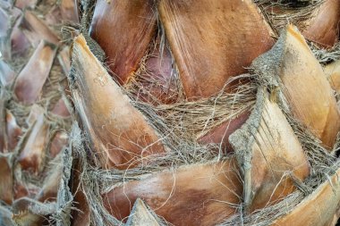 Palmiye ağacı kabuğu arkaplanı