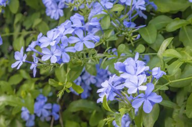 Plumbago europaea, also known as the common leadwort, is a plant species in the genus Plumbago found in the Mediterranean Basin and Central Asia clipart