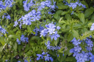 Plumbago europaea, Akdeniz Havzası ve Orta Asya 'da bulunan bir bitki türüdür.