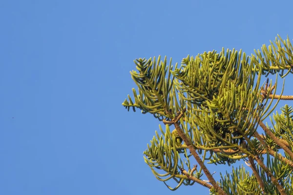 Araucariaceae, kozalaklı ağaçların çok eski bir ailesidir. Aile, Jurasik ve Kretase döneminde maksimum çeşitliliğe ulaşmıştır..