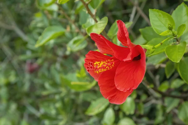 Hibiskus Hawajski Rośliny Rodzime Rodzaju Hibiscus Hawajach Uważa Się Pochodzące — Zdjęcie stockowe