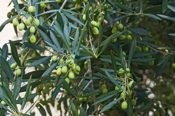 Aceituna Conocida Con Nombre Botánico Olea Europaea Que Significa Aceituna Imagen de archivo