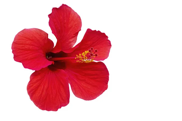 Hawaiian Hibiscus Native Plants Genus Hibiscus Hawaii Thought Have Derived Royalty Free Stock Images