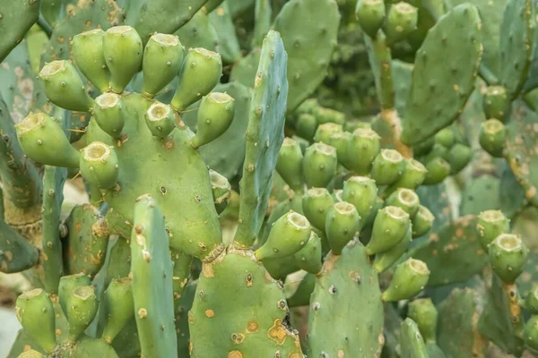 Opuntia Humifusa Comúnmente Conocida Como Lengua Del Diablo Pera Espinosa Fotos De Stock