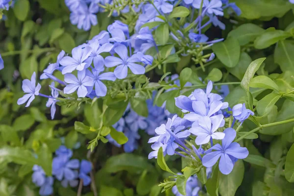 Plumbago Europaea Una Especie Planta Fanerógama Perteneciente Género Plumbago Que Imagen De Stock