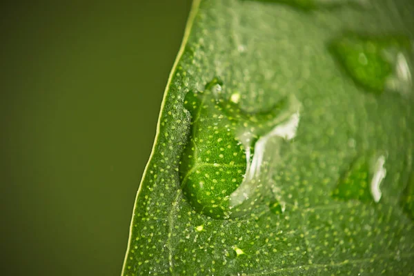 Waterdruppels op bladeren — Stockfoto