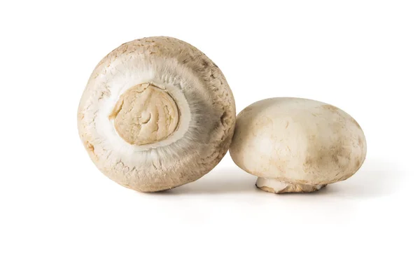 Champignons mit frischen Pilzen — Stockfoto