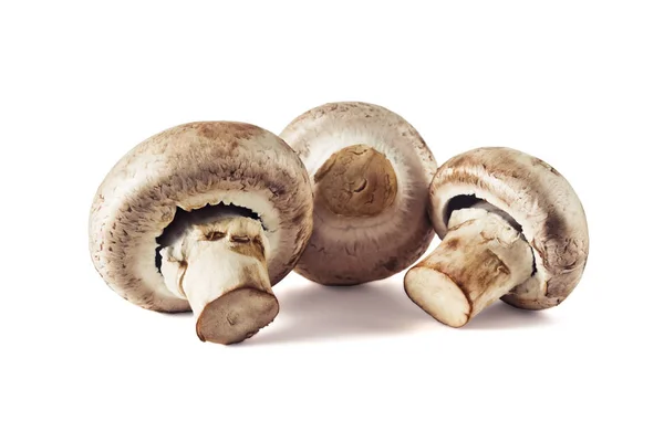 Champignons mit frischen Pilzen — Stockfoto