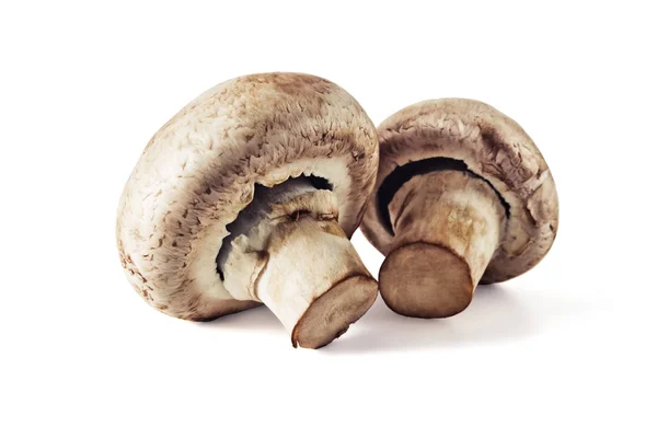 Champignons mit frischen Pilzen — Stockfoto