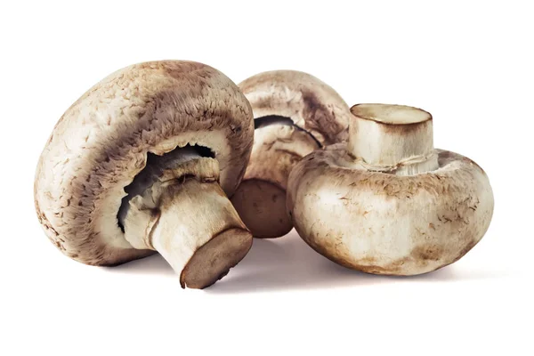 Champignons mit frischen Pilzen — Stockfoto