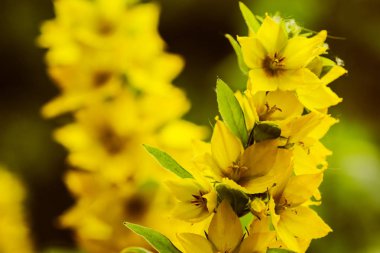 Sarı çiçek çiçek