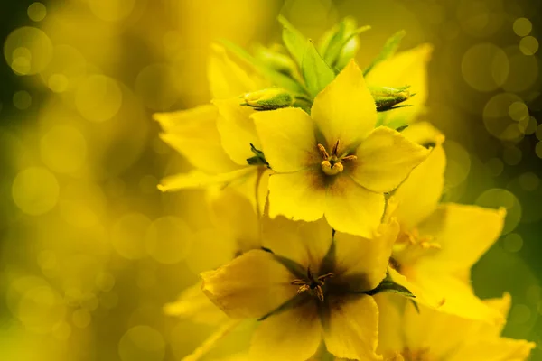 Floraison de fleurs jaunes — Photo