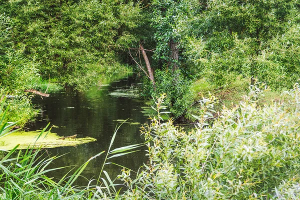 A small overgrown river — Stock Photo, Image