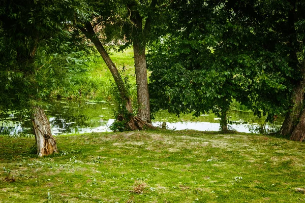 A small overgrown river — Stock Photo, Image