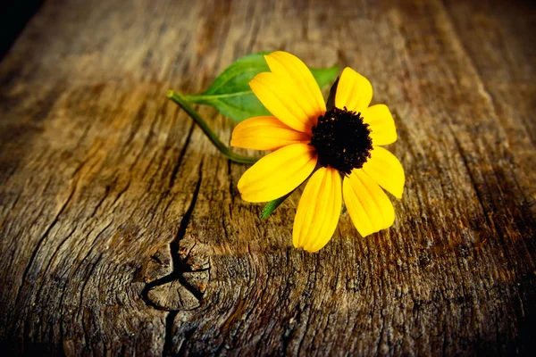 Gele bloem op een oud bord — Stockfoto