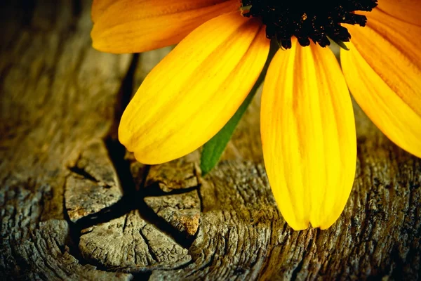 Gele bloem op een oud bord — Stockfoto