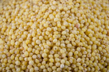 Küçük darı tahıl