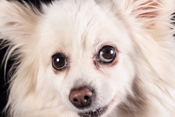 Little white dog — Stock Photo, Image