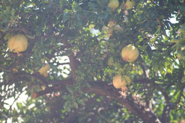 Yunanistan 'ın Halkidiki kentinde yaz tatili