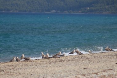 Yunanistan 'ın Halkidiki kentinde yaz tatilleri
