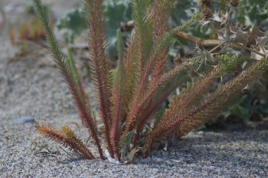 Yunanistan 'ın Halkidiki kentinde yaz tatilleri