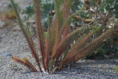 Yunanistan 'ın Halkidiki kentinde yaz tatilleri