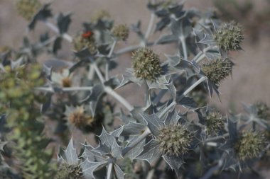 Yunanistan 'ın Halkidiki kentinde yaz tatilleri
